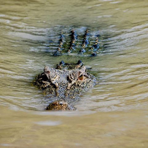 Crocodile — Djukbinj, Australia