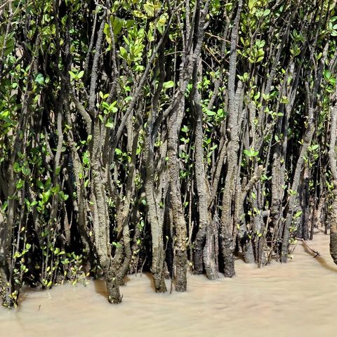 Mangroves — Northern Territory · Australia