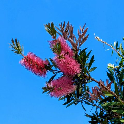 Bottlebrush flowers — Girringun National Park · Australia