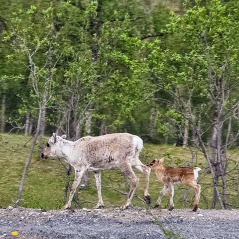 Reindeer — Ånderdalen, Norway