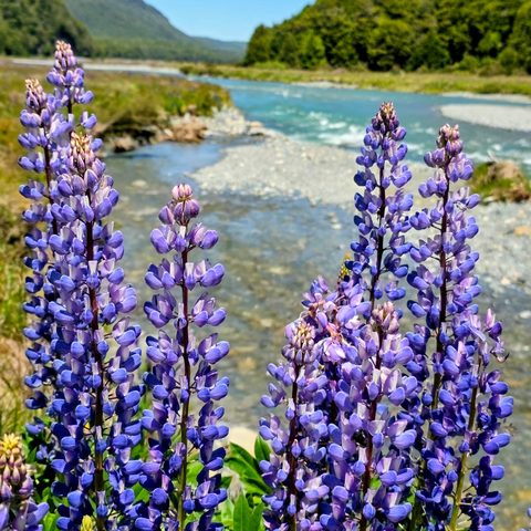 Lupins — Fiordland National Park · New Zealand