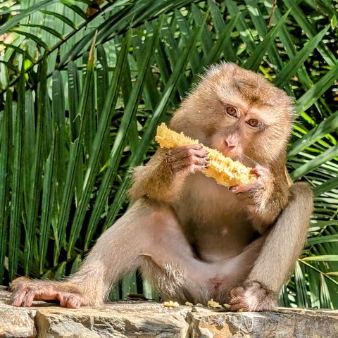 Macaque — Khao Yai, Thailand