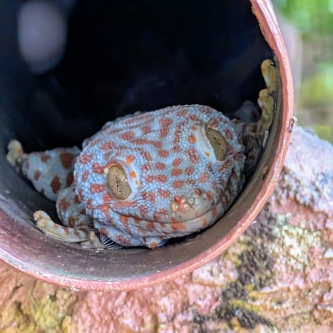 Gecko — Khao Yai, Thailand