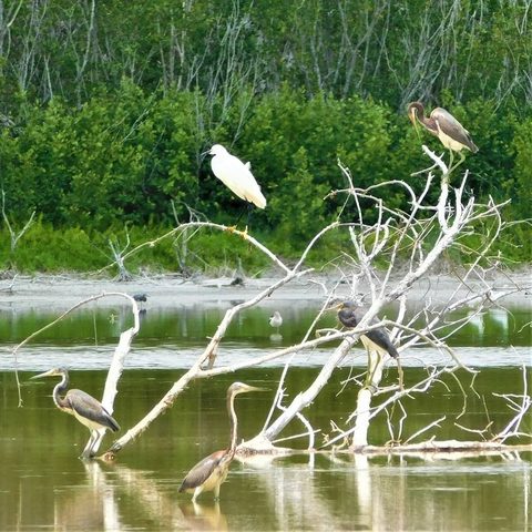 Everglades National Park, United States — photograph 4