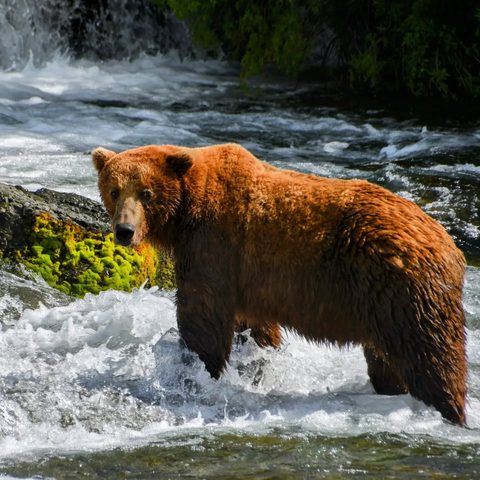 Brown bear — Katmai, Alaska