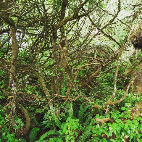 Olympic National Park, United States — photograph 6