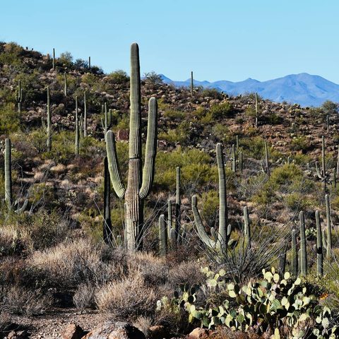 Saguaro — Saguaro National Park · Arizona