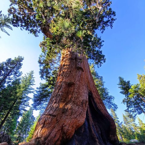 Giant sequoia — Sequoia National Park · California