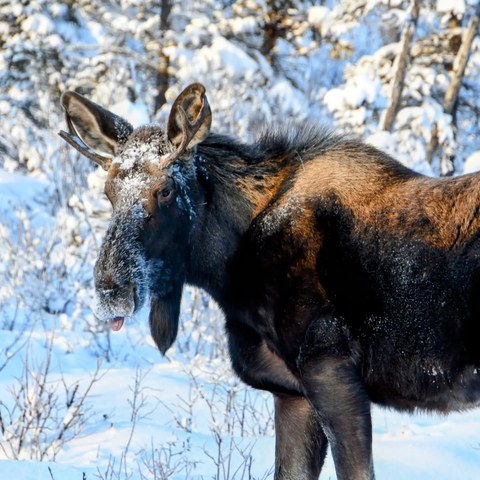 Moose — Moose in the snow