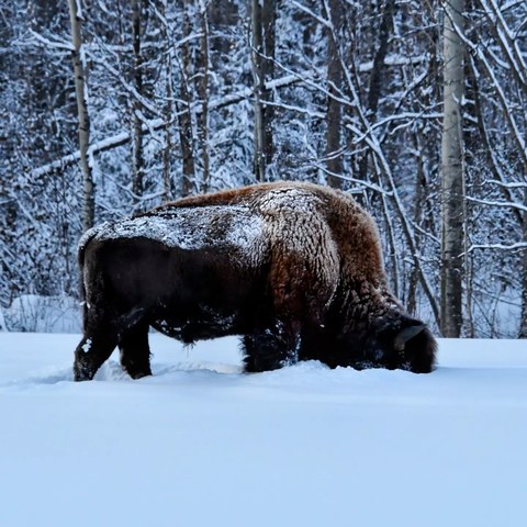 Bison — Bison in the snow
