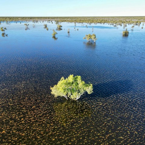 Trees in blue water, Australia
