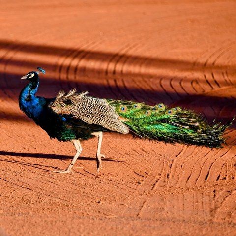 Peacock — Outback Australia · 2025
